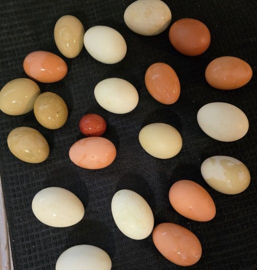 Eggs- Back Yard Raised, Free Range