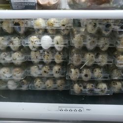 Jumbo Quail Eggs