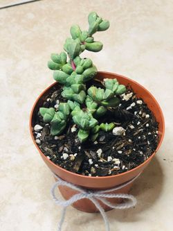 Beautiful succulent for sale!