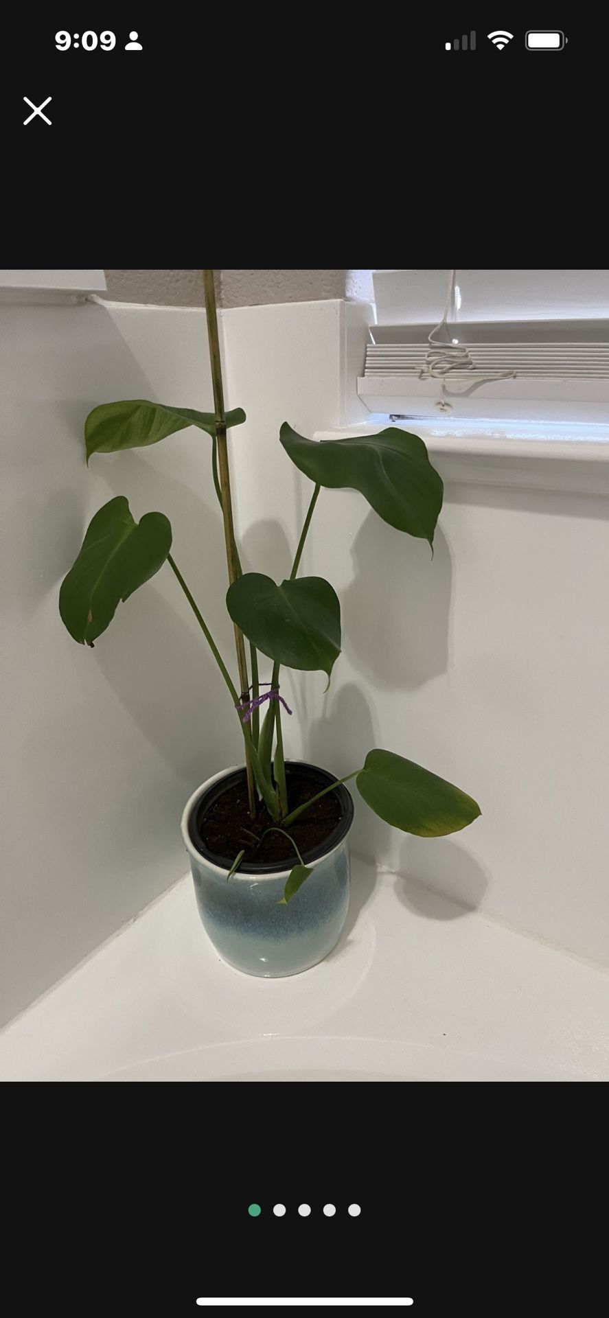 live monstera plant