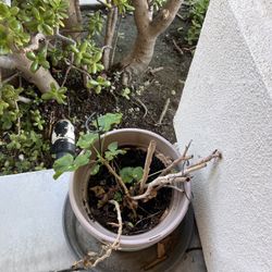 Potted Plants $10 For All