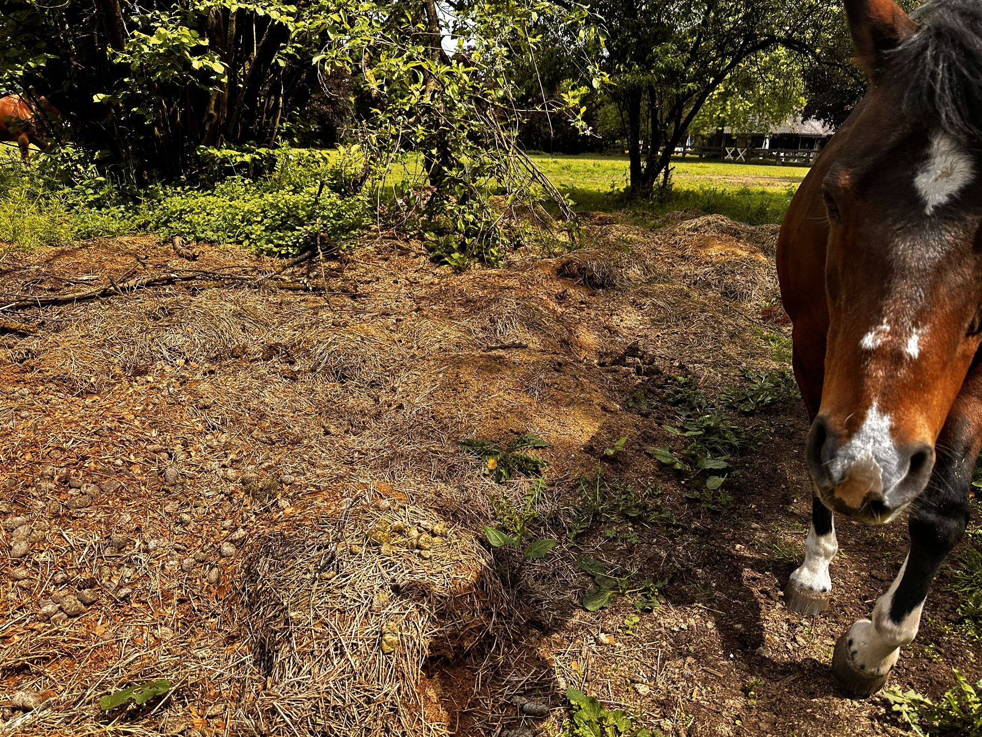 Fertilizer… Horse Manure Free