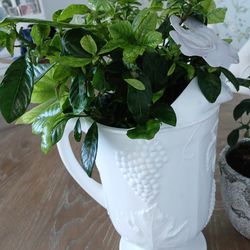Gardenia Plant In Milk Glass Vase, 2 Beautifully Potted BONZAI's