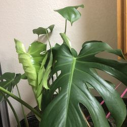 Monstera Deliciosas