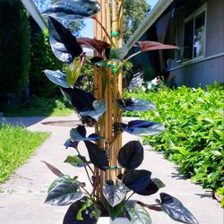 Syngonium Llano-Carti Road 28'' Tall On Handmade Bamboo Trellis