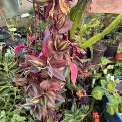 Planta Colgante