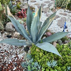 Blue Agave 