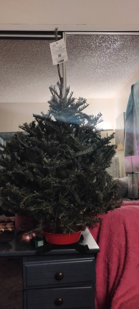 Christmas Tree Real New $10.00