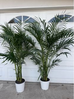 Cat palm 65$ each