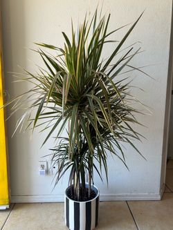 Large Dracaena Marginata Plant in Striped Pot