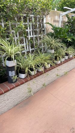 Spider. Plants  Fully Grown