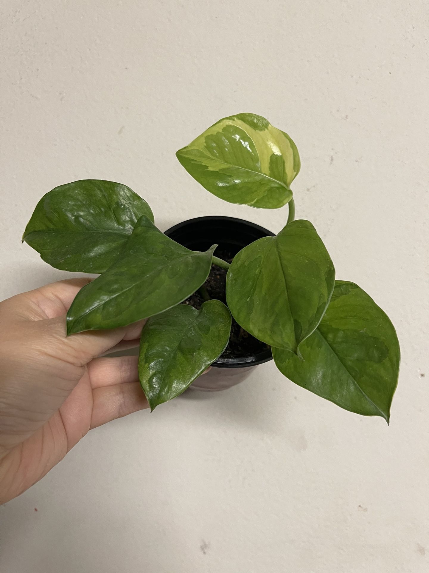 Global Green Pothos Plant