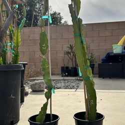 Dragon Fruit Cuttings (Cosmic Charlie)