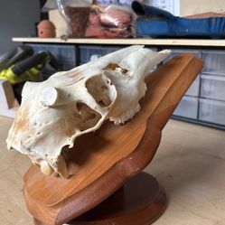Skull Mount