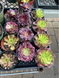 Premium 4 inch Succulents