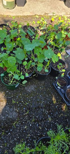 Nasturtium Plant Starts