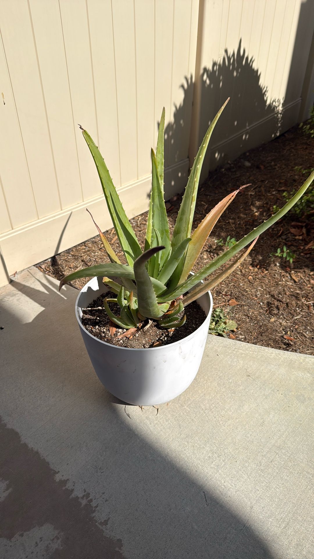 Aloe Vera Plant 