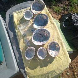 Abologne Shells  LOT OF 14+sml  Pcs