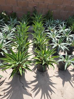 GRAN VENTA DE PLANTAS