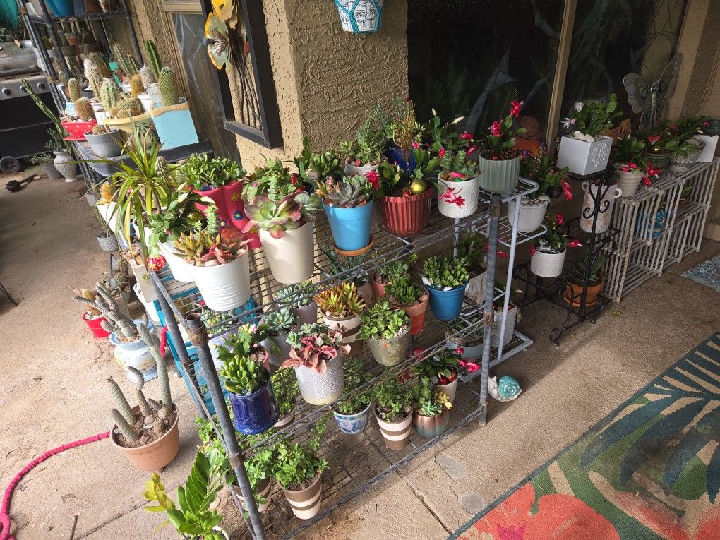 Succulents In Ceramic Pots And Christmas Cactus Just $6 Each