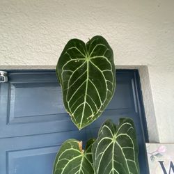 Anthurium Crystal 