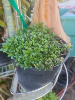 Yerbabuena