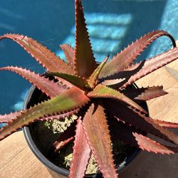 Rare red aloe