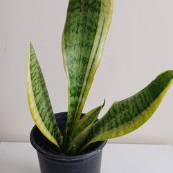 SNAKE PLANT