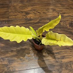 Golden philodendron Plant