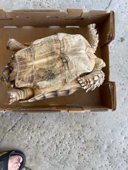 Tortoise sculpture. Girl …. Tortoise sculpture.