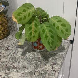 Planta 
