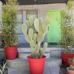 Galapagos Prickly Pear Cactus Plant