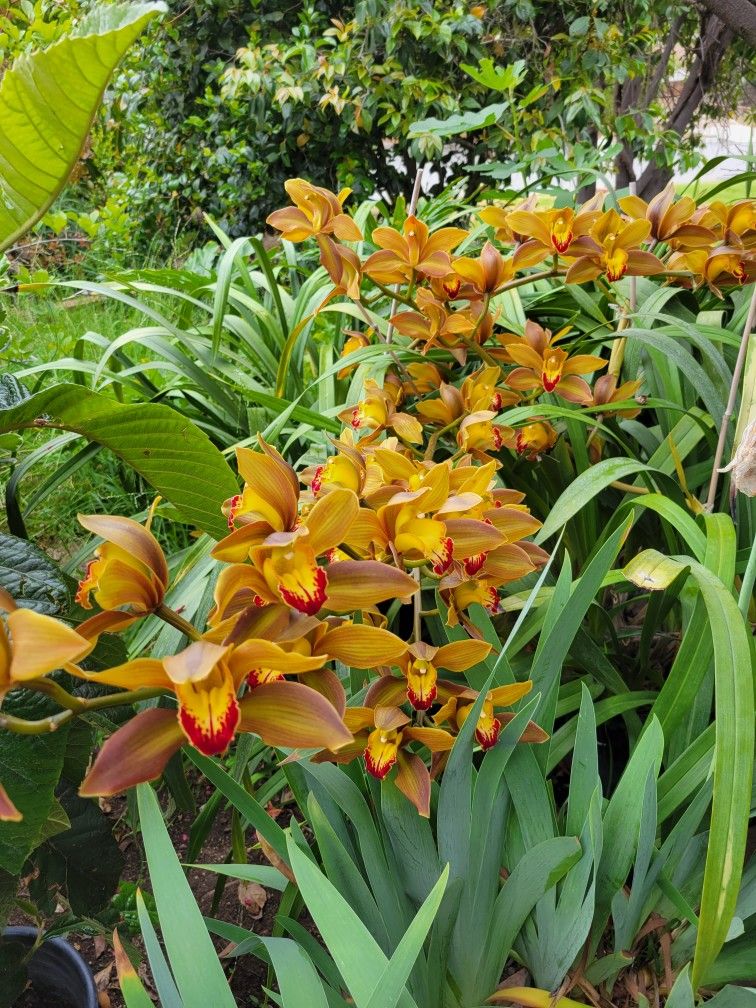 Huge Orchid Plant ( Simply Cymbidium)