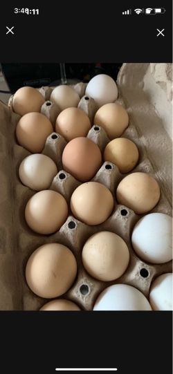 Organic eggs