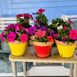 Beautiful Petunias $5 Each Plant 