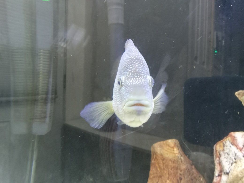 Fish Tank Sale..