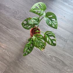 Piece Of Adansonii Monstera