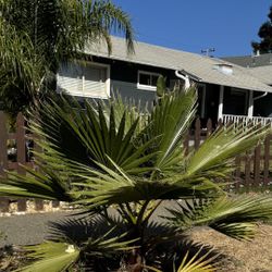 Pine Tree . Pinos . Palm 