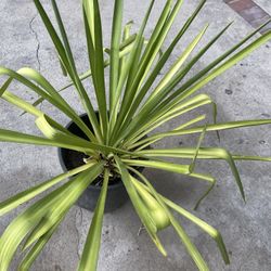 Yuca Plant $10