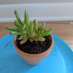 Gollum Jade In 3.5" Pot