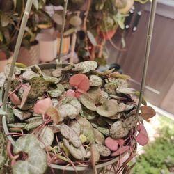 String Of Hearts Hanging Plant 