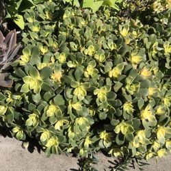 Kiwi Succulent In 4” Container 