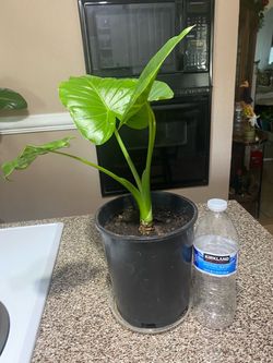 Alocasia Odora Planta Natural