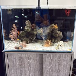 Salt Water Fish Tank 