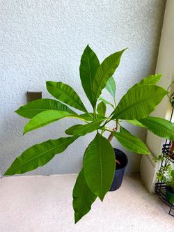 Plumeria  plant