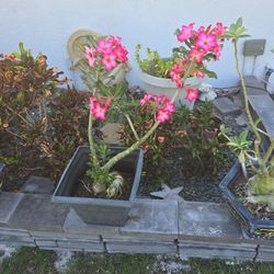 Desert Rose