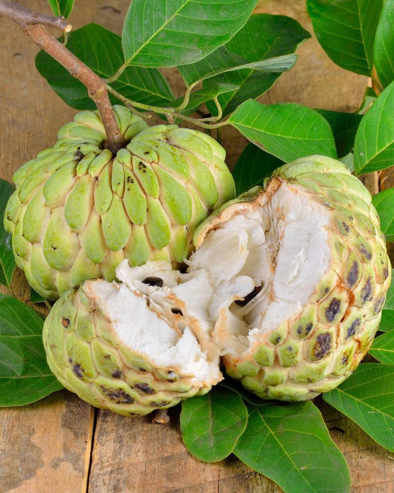 Grafted sugar apple tree on 15 gallons for Sale in Pasadena, CA - OfferUp