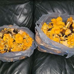 Fresh Chantarelles 