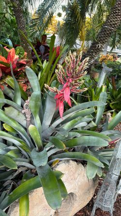 Silvery Bromeliad Plant 