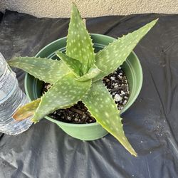 Small Aloe Vera Plant/Savila